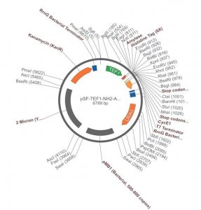 PSF-TEF1-NH2-AMY-6HIS - ALPHA-AMYLASE SECRETION AND 6 HIS TAG PLASMID OGS1808-5UG