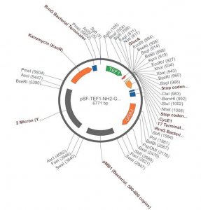PSF-TEF1-NH2-GLUCA - GLUCOAMYLASE SECRETION PLASMID OGS1877-5UG
