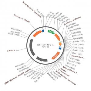 PSF-TEF1-NH2-ILUMENA - SECRETED LUCIFERASE (ILUMINA REPORTER) TAG YEAST PLASMID OGS1759-5UG
