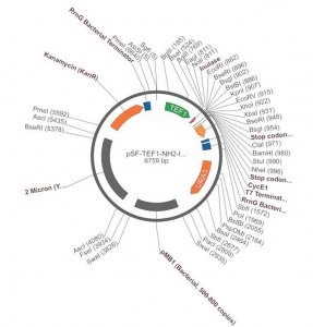 PSF-TEF1-NH2-INUL - INULASE SECRETION PLASMID OGS1878-5UG