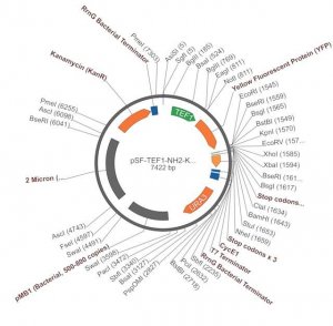 PSF-TEF1-NH2-KRYFP - N-TERMINAL YFP TAG YEAST PLASMID OGS1754-5UG