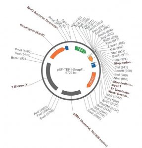 PSF-TEF1-SNAPFUSION - YEAST SNAPFUSION CLONING PLASMID OGS604-5UG
