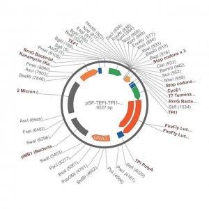 PSF-TEFI-TPI1-FLUC-URA3 - FIREFLY LUCIFERASE YEAST VECTOR OGS545-5UG
