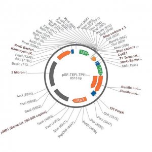PSF-TEFI-TPI1-RLUC-URA3 - RENILLA LUCIFERASE YEAST PLASMID OGS546-5UG