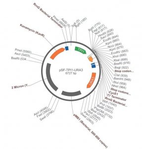 PSF-TPI1-URA3 - STRONG PROMOTER YEAST PLASMID OGS538-5UG