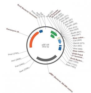 PSF-U6 - SIRNA/RNAI EXPRESSION PLASMID OGS51-5UG