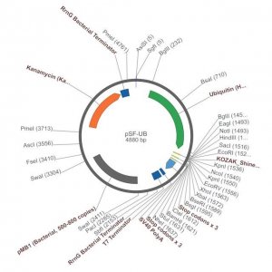 PSF-UB - UBIQUITIN PROMOTER EXPRESSION PLASMID OGS46-5UG