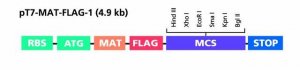 pT7 MAT-Tag FLAG-1 Expression Vector E5155-10UG