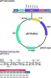 pT7-FLAG-2 Expression Vector P1243-10UG