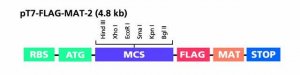 pT7-FLAG-MAT-Tag-2 Expression Vector E5030-10UG