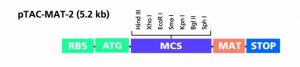 pTAC-MAT-Tag-2 Expression Vector E5405-10UG