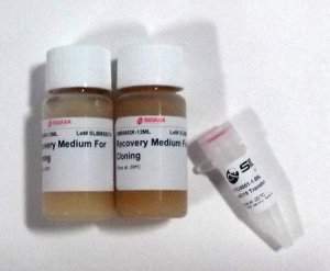 XLDNA SIG10 Electrocompetent cells CMC0012-20X25UL