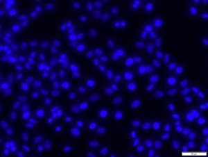 DAPI ready made solution 