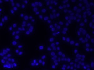 DAPI ready made solution with Antifade MBD0020-10ML