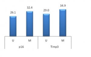 CpGenome Rat Methylated and Unmethylated Genomic DNA Standard Set S7865