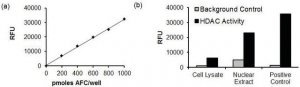 HDAC2 IP AND ACTIVITY ASSAY KIT EPI012-1KT