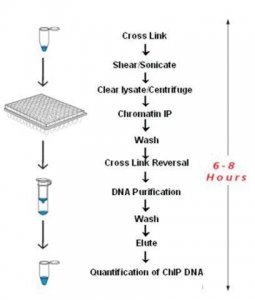 Imprint Chromatin Immunoprecipitation Kit 