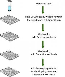 Imprint Methylated DNA Quantification Kit 