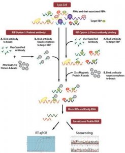 Imprint RNA Immunoprecipitation Kit RIP-12RXN