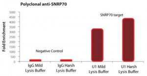 Imprint RNA Immunoprecipitation Kit RIP-12RXN