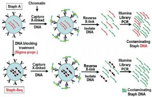 Imprint Ultra Chromatin Immunoprecipitation Kit 