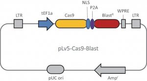 CAS9 Blasticidin Lenti Particles LVCAS9BST-1EA