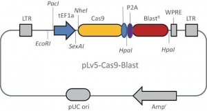 CAS9 Blasticidin Lenti Plasmid CAS9BST-1EA