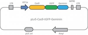 Cas9 Geminin plasmid CAS9GEMP-1UG
