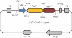 Cas9 Hygromycin Lenti Plasmid CAS9HYGROVP-1UG