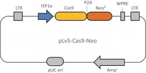 Cas9 Neomycin Lenti Particles LVCAS9NEO-1EA