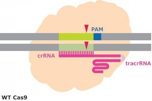 Cas9 Protein 