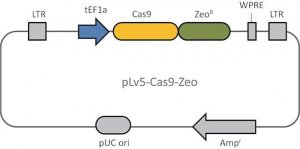 Cas9 Zeo Lenti Plasmid CAS9ZEOVP-1UG