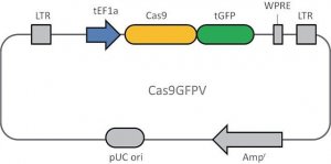 Cas9-GFP Lenti Plasmid CAS9GFPVP-1UG