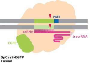 Cas9-GFP Protein 