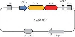 Cas9-RFP Lenti Plasmid CAS9RFPVP-1UG