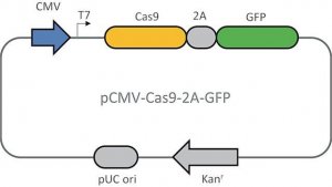 CMV-CAS9-2A-GFP Plasmid CAS9GFPP-1EA