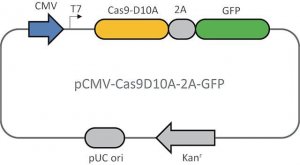 CMV-CAS9D10A-2A-GFP Plasmid CAS9D10AGFPP-1EA
