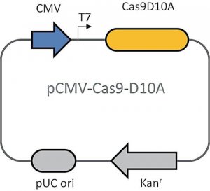 CRISPR Cas9-D10A Nickase Plasmid 