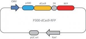 CRISPR dCas9-p300 RFP Activator Expression Plasmid DCAS9P300RFP-1EA
