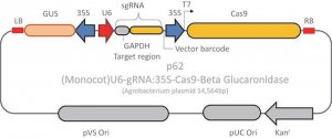 CRISPR GUS GAPDH Reporter Control for Monocots CRISPRPL01-1EA