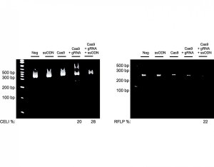 CRISPR Integration Kit HSOLIGOINT-1KT