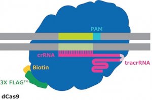 dCas9-3XFLAG-Biotin Protein 