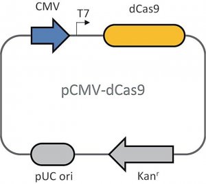 Dead Cas9 plasmid DCAS9P-1UG