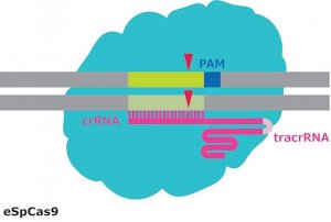 eSpCas9 Protein 