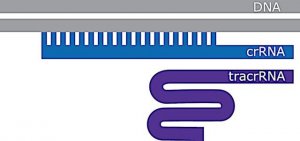 SygRNA Cas9 Synthetic Modified tracrRNA TRACRRNAMOD-5NMOL