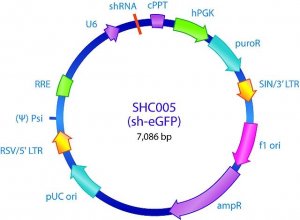 MISSION pLKO.1-puro eGFP shRNA Control Plasmid DNA SHC005