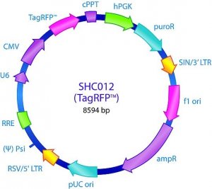 MISSION pLKO.1-puro-CMV-TagRFP Positive Control Transduction Particles SHC012V