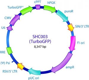 MISSION pLKO.1-puro-CMV-TurboGFP Positive Control Plasmid DNA SHC003