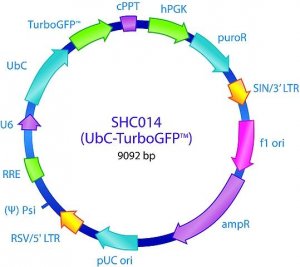 MISSION pLKO.1-puro-UbC-TurboGFP Positive Control Transduction Particles SHC014V