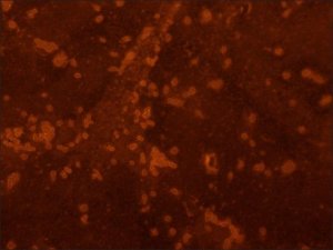 Anti- Proteus mirabilis antibody produced in rabbit 